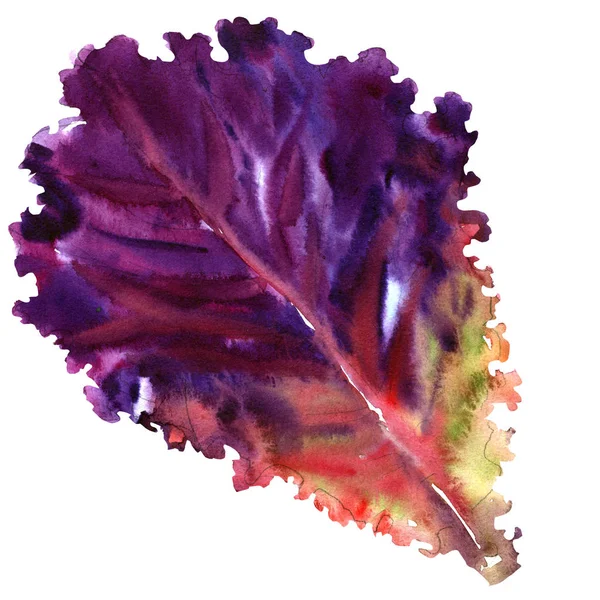 Salade blad, verse rode sla geïsoleerd, aquarel illustratie op wit — Stockfoto