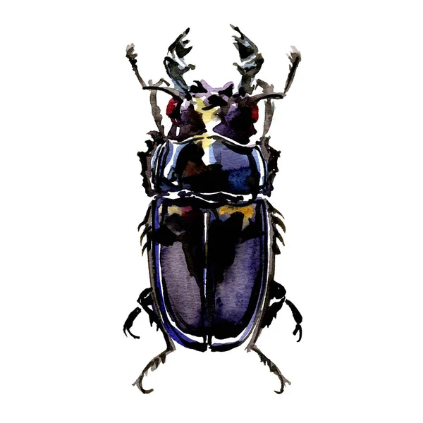 Black stag beetle, Lucanus cervus female, isolated, watercolor illustration on white, top view — Stock Photo, Image
