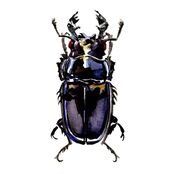 Siyah stag beetle, beyaz, en iyi görünüm Lucanus cervus kadın, izole, suluboya resim