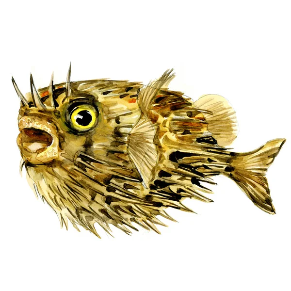 Blowfish fish, long-spine porcupinefish, spiny balloonfish, Diodon holocanthus, isolated, watercolor illustration — Stock Photo, Image