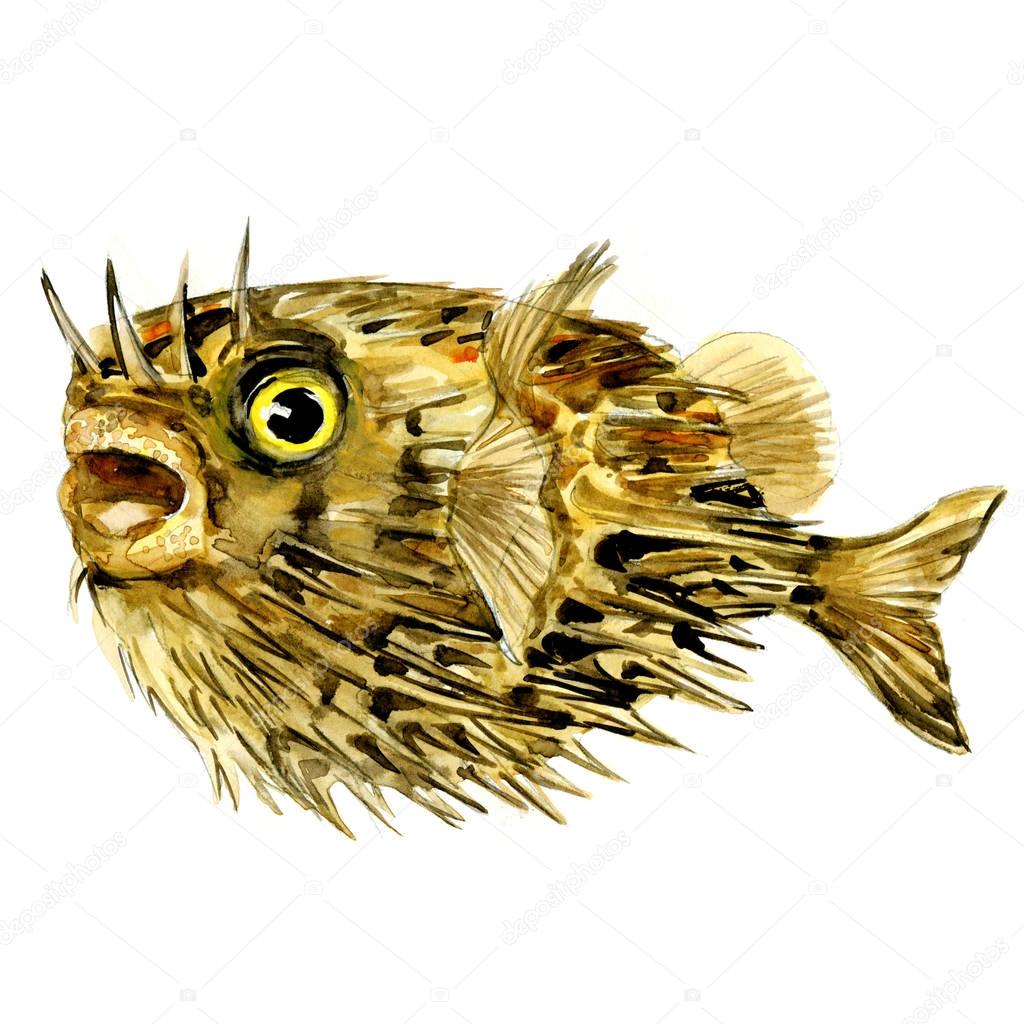 Blowfish fish, long-spine porcupinefish, spiny balloonfish, Diodon holocanthus, isolated, watercolor illustration