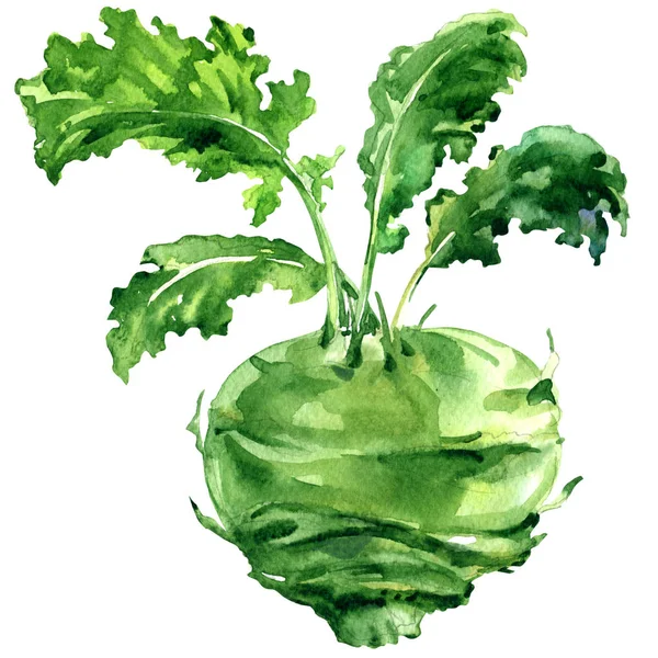 Fresh kohlrabi with green leaves isolated, watercolor illustration on white — Stock Photo, Image