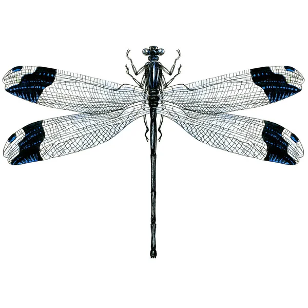 Libellula nera isolata, illustrazione ad acquerello su bianco, vista dall'alto — Foto Stock