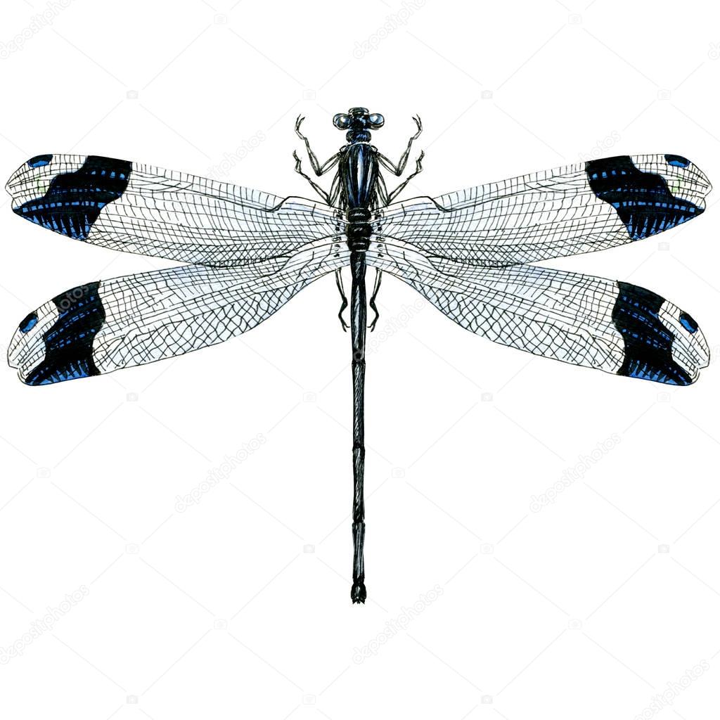 Black dragonfly isolated, watercolor illustration on white, top view