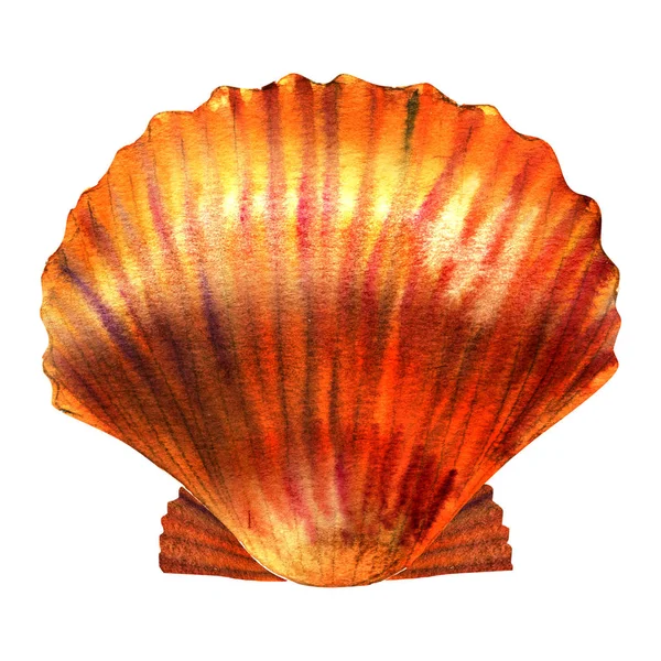 Scallop shell, seashell, isolated, watercolor illustration on white — Stock Photo, Image