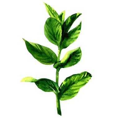 Taze çiğ yeşil nane yaprakları, izole, beyaz üzerine suluboya resim Şubesi