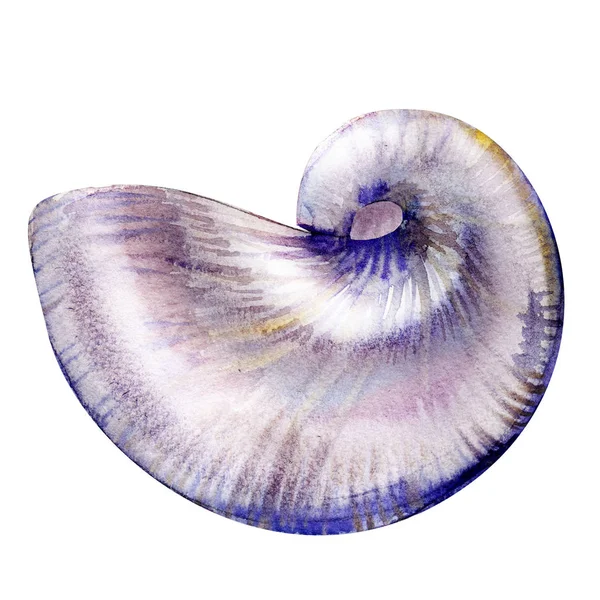 Concha de mar Nautilus isolado, ilustração aquarela em branco — Fotografia de Stock