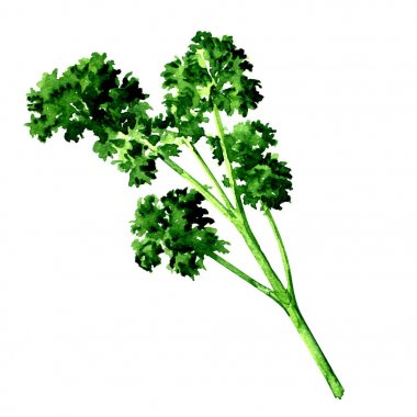 Taze yeşil maydanoz beyaz üzerine suluboya illüstrasyon izole,