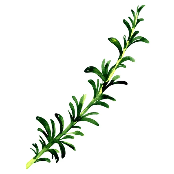 Fresh green twig of rosemary isolated, watercolor illustration on white — Stock Photo, Image