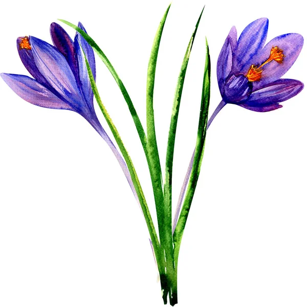 Lente violet blauwe krokus bloemen geïsoleerde, aquarel illustratie op wit. Pasen wenskaart. — Stockfoto