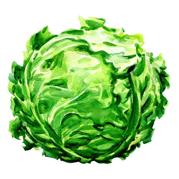 Green fresh cabbage head isolated, watercolor illustration on white — Stock Photo, Image
