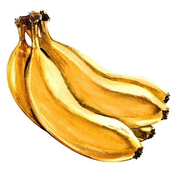 Banda čerstvé zralé žluté banány izolované, akvarel ilustrace na bílém — Stock fotografie