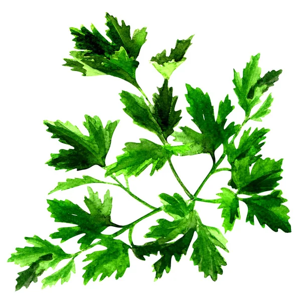 Fresh green parsley isolated, watercolor illustration on white — Stock Photo, Image