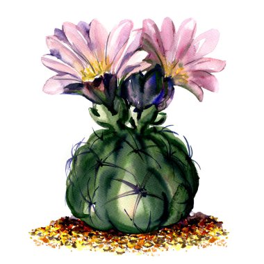 Beyaz üzerine pembe çiçekler izole, sulu boya çizim ile kaktüs