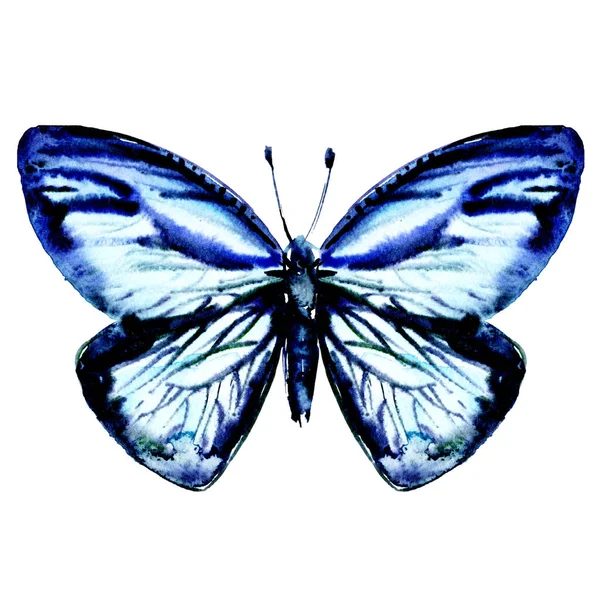 Hermosa mariposa azul aislada en blanco, vista superior — Foto de Stock