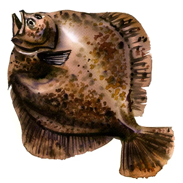 Brown pesce rombo crudo intero, passera di mare, pesce piatto, passera pianuzza fresca, isolato, acquerello illustrazione su bianco — Foto Stock
