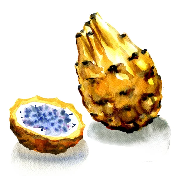 Fruta de dragão, Pitahaya amarelo isolado, ilustração aquarela no branco — Fotografia de Stock