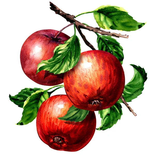 Reife drei rote Äpfel mit Blättern am Zweig isoliert, Aquarell-Illustration auf Weiß — Stockfoto