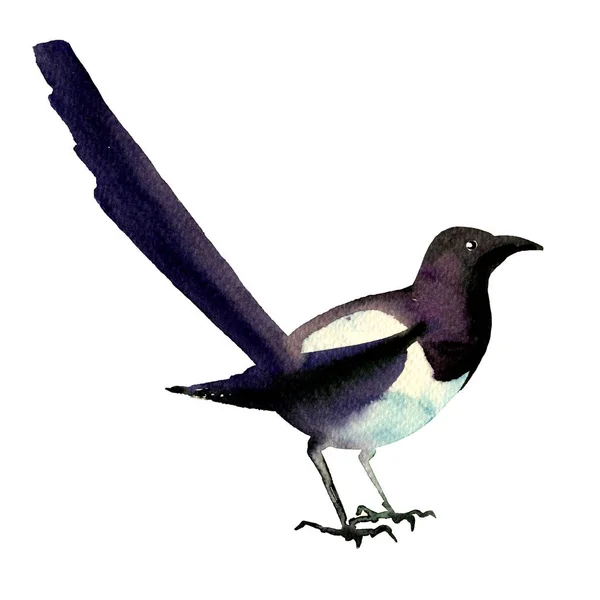 Beautiful eurasian, common magpie, european bird, pica pica, isolated, watercolor illustration on white — Stock Photo, Image