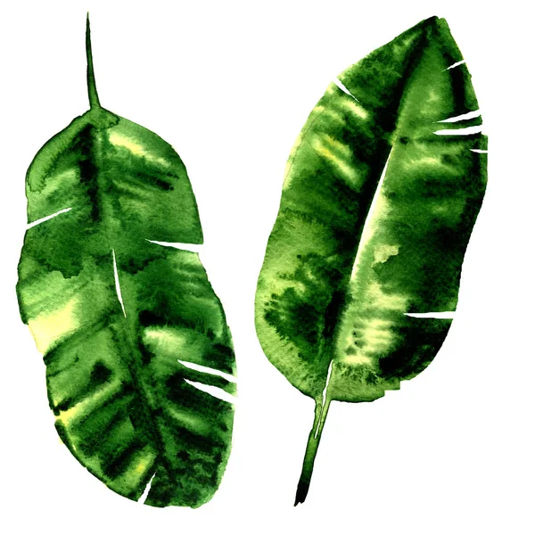 Bananblad, tropiska exotiska palmblad, isolerad, akvarell illustration på vit — Stockfoto