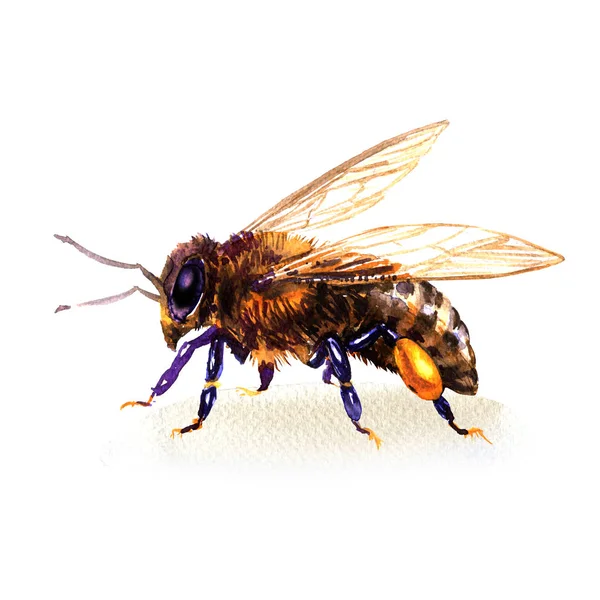 Bee of honingbij, Europese- of Westerse honingbij, insect, geïsoleerd, aquarel illustratie op wit — Stockfoto