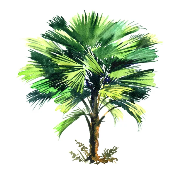 Cocos Nucifera, coconut palmboom met groene bladeren geïsoleerde, aquarel illustratie op wit — Stockfoto