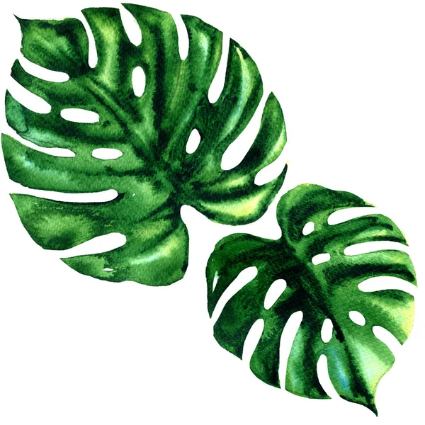 Két trópusi nagy zöld levél egzotikus monstera elszigetelt, fehér akvarell illusztráció — Stock Fotó