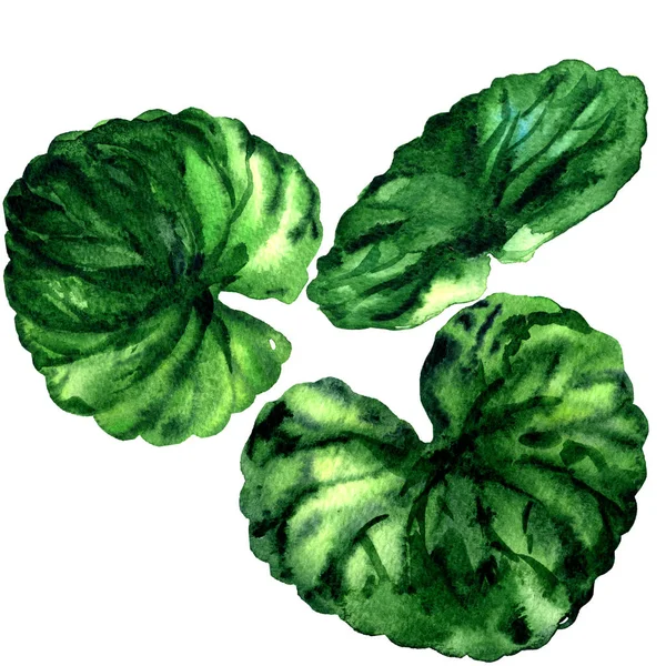 Feuilles de Gotu kola, Pennywort indien, Centella asiatica, Thankuni médicinal isolé, illustration aquarelle sur blanc — Photo