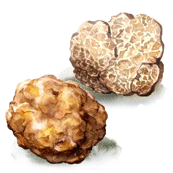 整个和一半白色松露蘑菇、 块茎权贵、 孤立、 水彩插图上白 — 图库照片