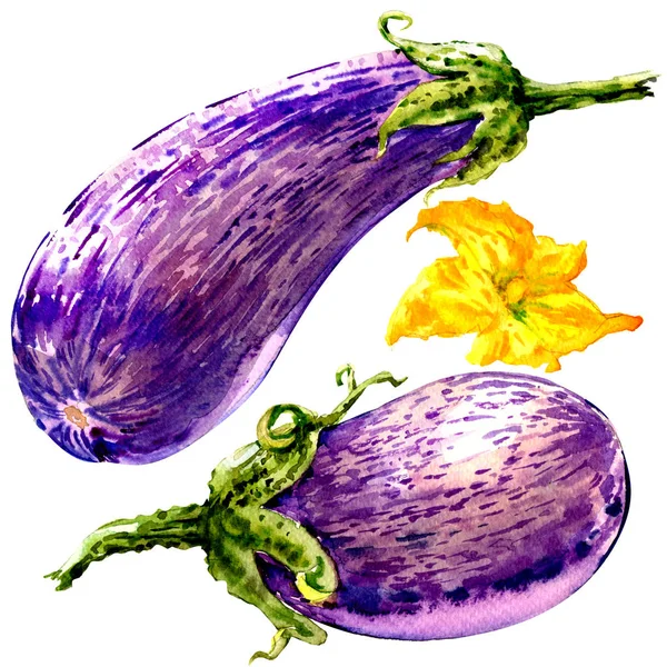 Verse aubergine graffiti, gestreepte aubergine, twee groenten met bloem geïsoleerd, aquarel illustratie op wit — Stockfoto