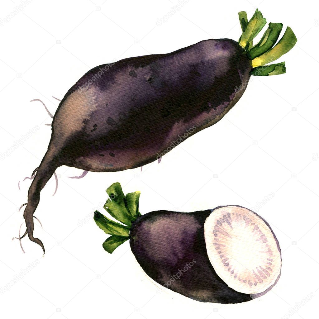 Black winter radish with slices isolated, watercolor illustration on white