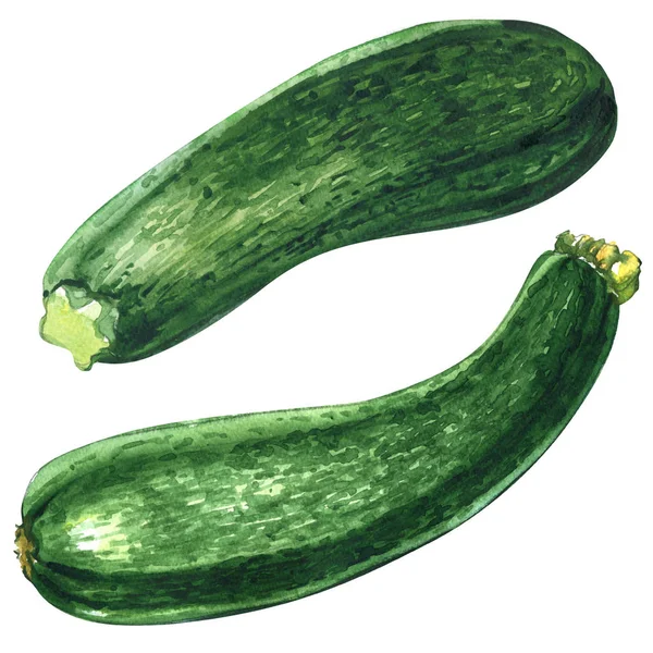 Zucchine verdi fresche o zucchine isolate isolate, due oggetti, illustrazione ad acquerello su bianco — Foto Stock