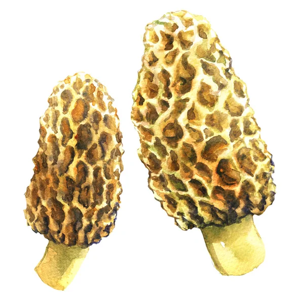 黄色羊肚菌蘑菇，羊肚菌，白色衬底上的两个对象孤立、 水彩插图 — 图库照片