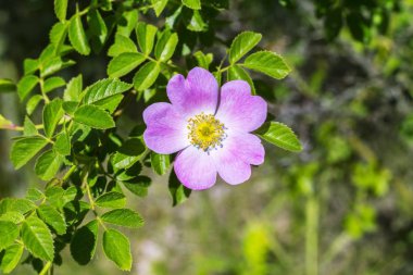 Köpek gül çiçekleri, rosa canina, eglantine, doğa, yeşil yaprakları ile köpek-gül willd çiçek