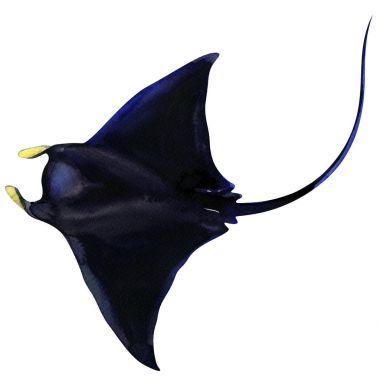 Siyah Manta Ray. Balık okyanus göl kenarında, beyaz üzerine suluboya resim