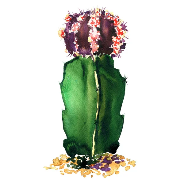 Zelené, fialové kaktus druh izolovaná, akvarel ilustrace na bílém — Stock fotografie