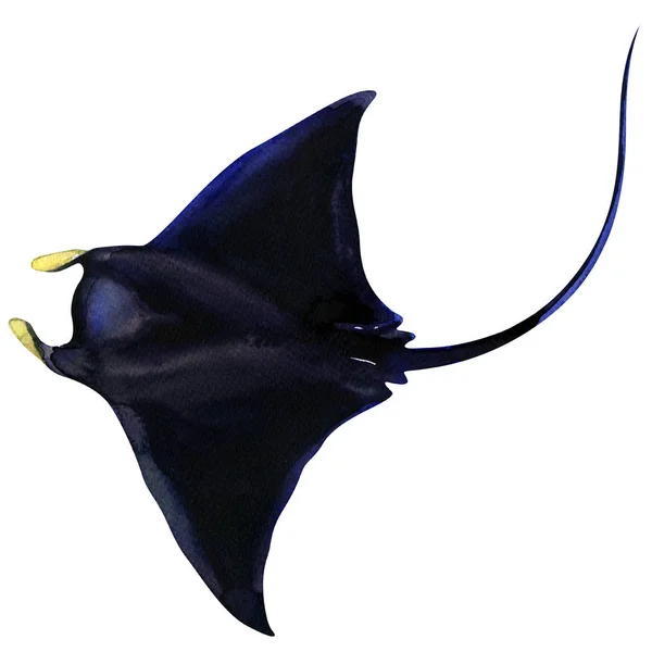 Černá Manta Ray. Fish Ocean izolovaná, akvarel ilustrace na bílém — Stock fotografie