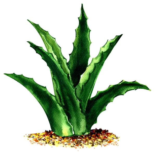 Fresh green aloe vera plant isolated, watercolor illustration on white — Stock Photo, Image