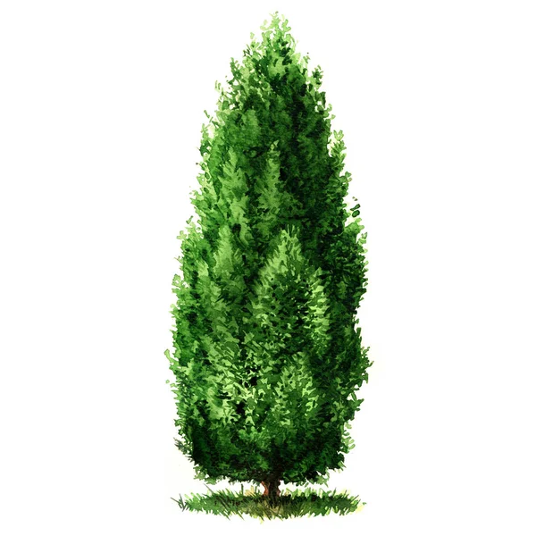 Groene mooie Cypress boom geïsoleerd, aquarel illustratie op wit — Stockfoto