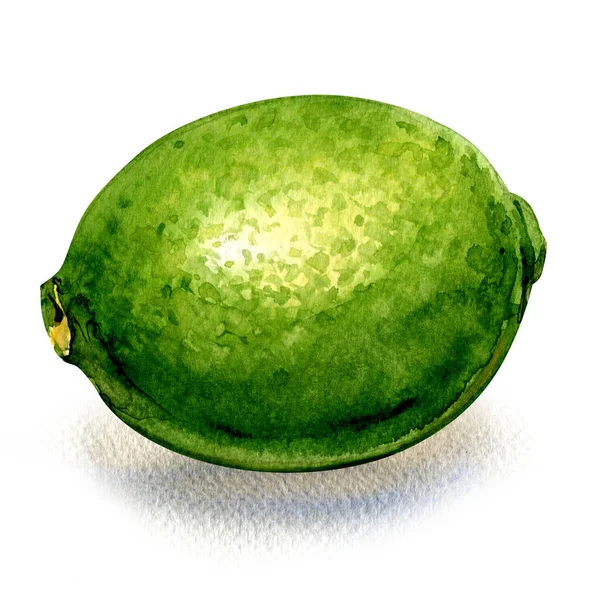 Limão cítrico verde fresco, fruta inteira isolada, ilustração aquarela sobre branco — Fotografia de Stock