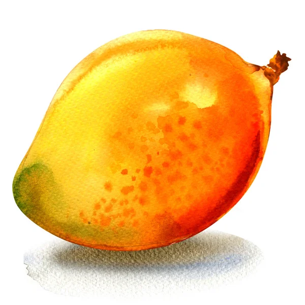 Mango dojrzałe, smaczne, słodkie, soczyste, całe owoce na białym tle, akwarela ilustracja na białym tle — Zdjęcie stockowe