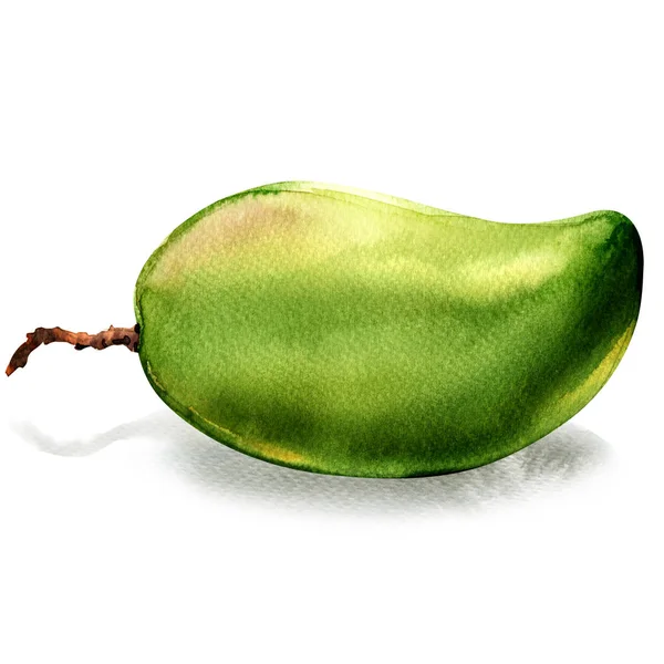 Świeże zielone mango całe owoce na białym tle, akwarela ilustracja na białym tle — Zdjęcie stockowe