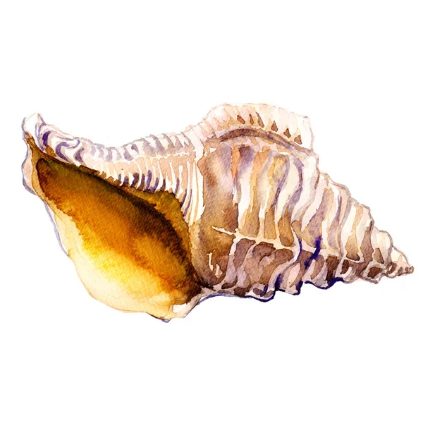 Concha oceânica em close-up isolado em branco — Fotografia de Stock