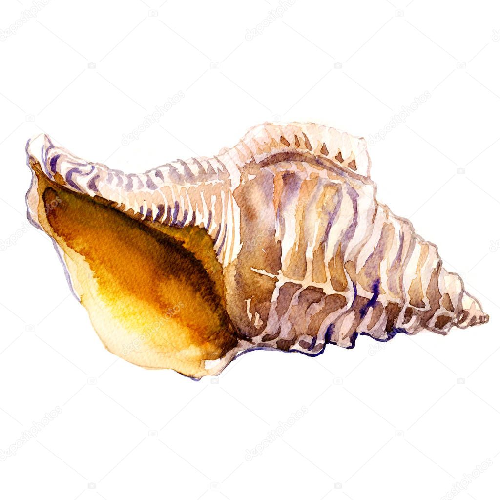 Ocean seashell in close-up isolated on white