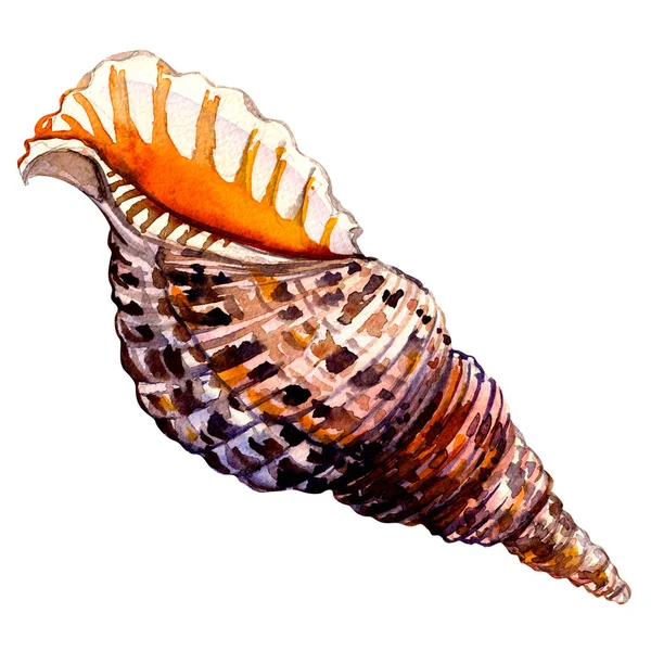 Ocean seashell i närbild isolerad på vit — Stockfoto