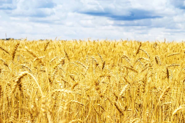 Sarı altın buğday alan mavi gökyüzü ve bulutlar, yaz hasat, kırsal çayır ile kulakları olgunlaşma — Stok fotoğraf
