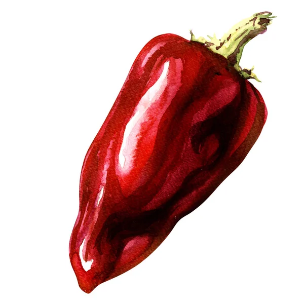 Red pepper, whole vegetable, isolated object, watercolor illustration on white — Stock Photo, Image