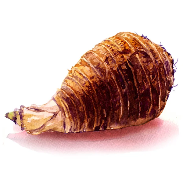 Fresh whole taro root, isolated, watercolor illustration on white — Stock Photo, Image