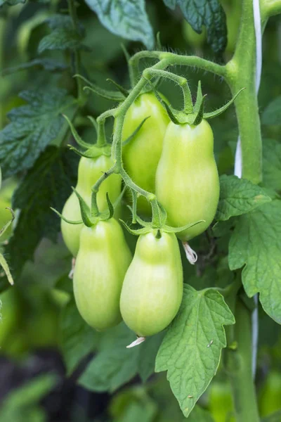 Rama de tomates verdes crudos, verduras orgánicas saludables y frescas —  Fotos de Stock