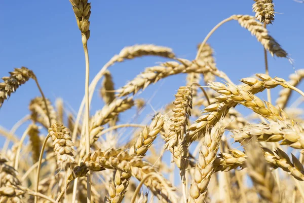 Sarı altın buğday alan mavi gökyüzü, yaz hasat, kırsal çayır ile kulakları olgunlaşma — Stok fotoğraf